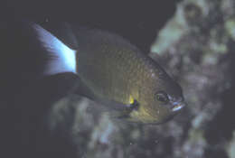 Слика од Pycnochromis bami (Randall & McCosker 1992)