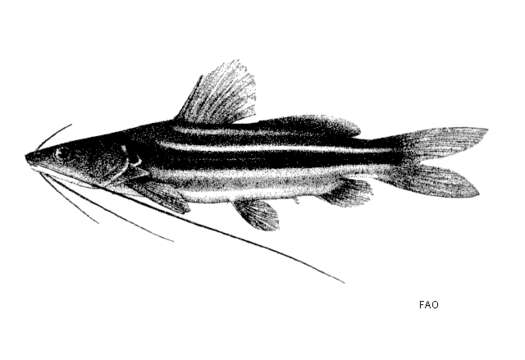 Image of Mystus multiradiatus Roberts 1992