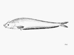 Image of Hemisilurus