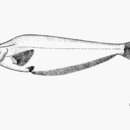 Image of Concealed dorsal-fin catfish