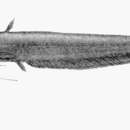 Image of Pterocryptis bokorensis (Pellegrin & Chevey 1937)