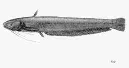 Image of Pterocryptis bokorensis (Pellegrin & Chevey 1937)