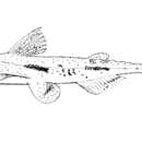 Image of Crocodile catfish