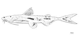 Image of Crocodile catfish