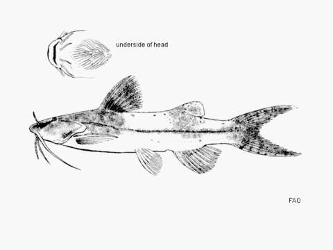 Image of Glyptothorax fuscus Fowler 1934