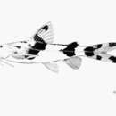 Image de Glyptothorax lampris Fowler 1934