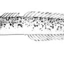 Plancia ëd Xenisthmus balius Gill & Randall 1994