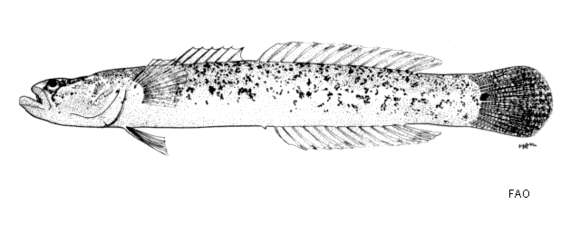 Plancia ëd Xenisthmus balius Gill & Randall 1994