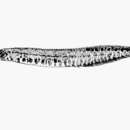 Image of Macrognathus taeniagaster (Fowler 1935)