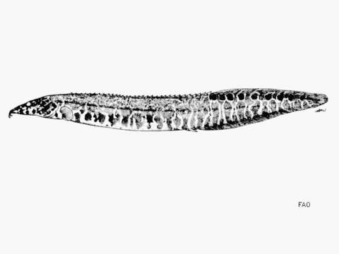 Image of Macrognathus taeniagaster (Fowler 1935)