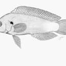 Слика од Pseudochromis linda Randall & Stanaland 1989