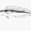 Слика од Pseudochromis nigrovittatus Boulenger 1897