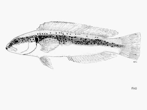 Pseudochromis nigrovittatus Boulenger 1897 resmi