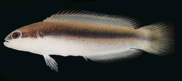 Image of Blackstripe dottyback