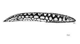 Image of Tire track eel