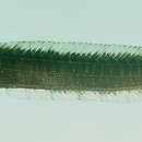 Image of Halidesmus coccus Winterbottom & Randall 1994
