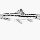 صورة Nemacheilus longistriatus Kottelat 1990