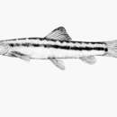 Image of Nemacheilus longistriatus Kottelat 1990