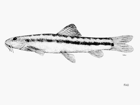 صورة Nemacheilus longistriatus Kottelat 1990