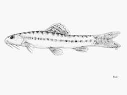 صورة Nemacheilus pallidus Kottelat 1990