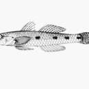 صورة Favonigobius aliciae (Herre 1936)