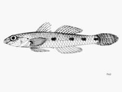 Image of Favonigobius aliciae (Herre 1936)