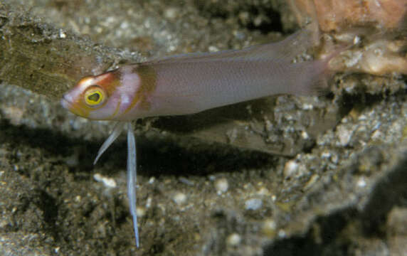 Image de Pseudoplesiops collare Gill, Randall & Edwards 1991