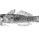 Image of Linecheek tank goby