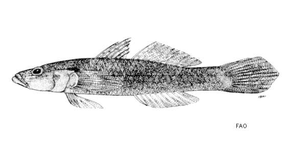 Glossogobius sparsipapillus Akihito & Meguro 1976的圖片