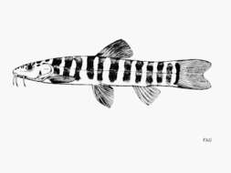 Image of Schistura kengtungensis (Fowler 1936)