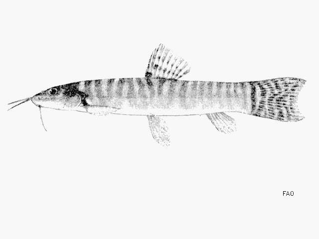 Слика од Schistura kohchangensis (Smith 1933)