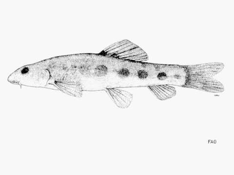 Слика од Schistura laterimaculata Kottelat 1990