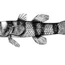 صورة Brachygobius sua (Smith 1931)