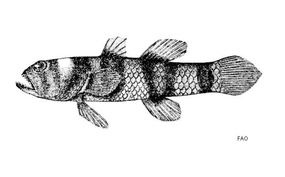 Image of Bumblebee goby