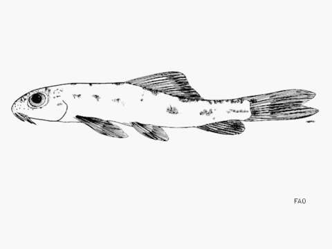 Image of Tuberoschistura