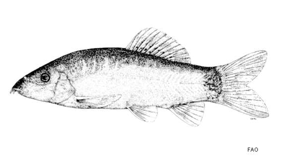 Image of Sun loach