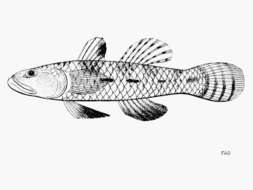 Image of Eugnathogobius siamensis (Fowler 1934)