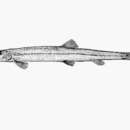 Image of Acanthopsoides delphax Siebert 1991