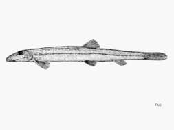 Image of Acanthopsoides delphax Siebert 1991