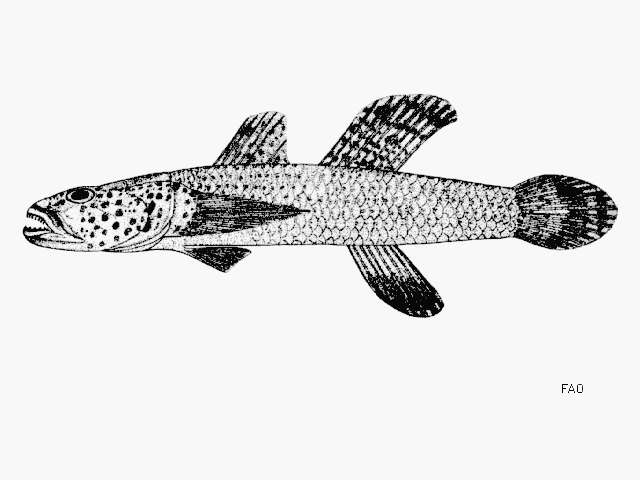 Image of Rhinogobius mekongianus (Pellegrin & Fang 1940)