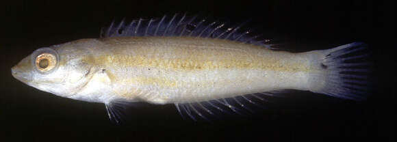 Image of Halichoeres leptotaenia Randall & Earle 1994