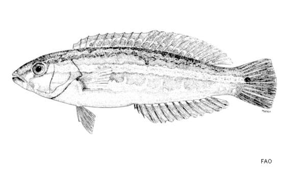 Halichoeres leptotaenia Randall & Earle 1994 resmi