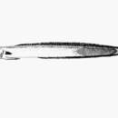 Image of Blackfin eel goby