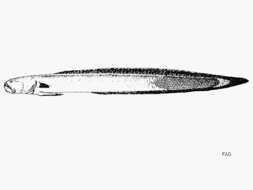 Image of Blackfin eel goby