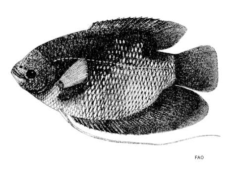 Image of Elephant Ear Gourami