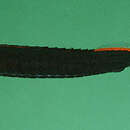 Image of Doryrhamphus aurolineatus Randall & Earle 1994