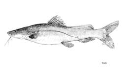 Image of Asian Red Tailed Catfish