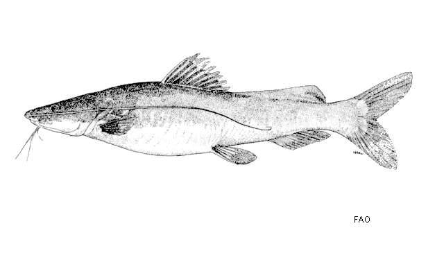 Image of Asian Red Tailed Catfish