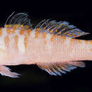 Image of Trench-head pygmygoby