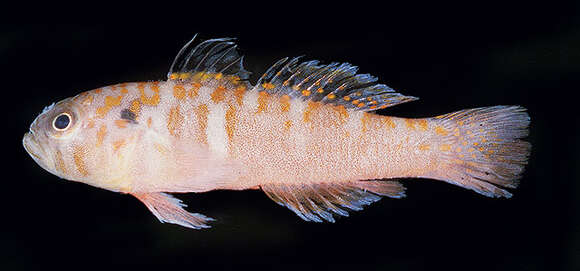 Image of Trench-head pygmygoby